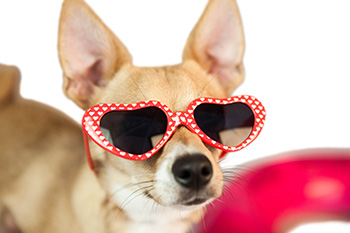 A Cool Dog at NJ Dog Daycare