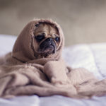 Layer up like adding a blanket on your pug while waiting for heating repair in Manasquan