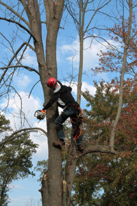Tree removal Smithville worker up in a tree